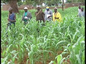 Campagne agricole : Perspectives favorables dans la région de Mopti