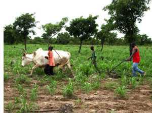 maliweb.net  Agriculture au Mali  Des mesures pour sortir du gouffre