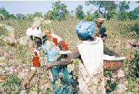 Culture du Coton au Mali : L’or blanc, source de la misère noire paysanne