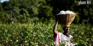 Compagnie Malienne pour le Développement des Textiles (CMDT) : Mort programmée