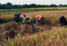 Céréales - Mali : la production s'envole de plus de 27%