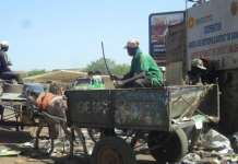 Bamako : des ânes collecteurs d’ordures