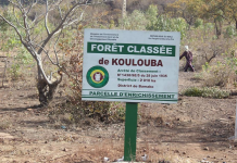 Forêt classée de Koulouba : Une journée d’arrosage et de reboisement saluée a sa juste valeur