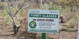 Forêt classée de Koulouba : Une journée d’arrosage et de reboisement saluée a sa juste valeur