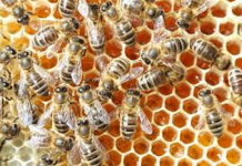 DIAGO : Un cortège funèbre pris en tenailles par des abeilles