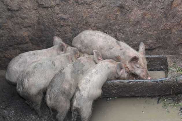 Visite du ministère de l’élevage et de la pêche dans le cercle de Tominian : La peste porcine africaine, une menace pour le développement économique