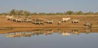 Mali: arrestation d'un Chinois soupçonné de diriger un trafic de peaux d'ânes