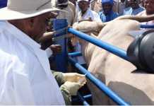 Promotion et développement de l’élevage: le Président IBK tient promesse