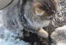 La belle histoire du jour : ils sauvent un chat piégé dans la glace
