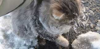 La belle histoire du jour : ils sauvent un chat piégé dans la glace