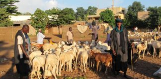 Au Mali, des bergers peuls avec leurs animaux. © RFI/David Baché