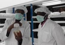 A la découverte de "AgroBioTeh" : le premier laboratoire commercial de biotechnologie végétale en Afrique de l'Ouest voit le jour à Bamako au Mali.....