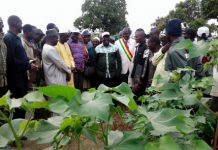 Visite du ministre Dembélé en zones OHVN : L’aspect végétatif satisfaisant des cultures