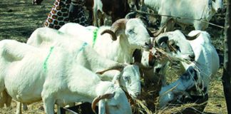 Achat du mouton de Tabaski : Un casse tête pour les ménages