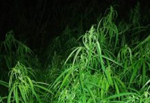 Direction de l’office central des stupéfiants : communiqué de presse : Saisie de Cannabis à Yanfolia