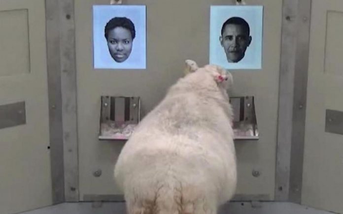 Université de Cambridge (Royaume-Uni). Placé devant la photo de Barack Obama et celle d’un inconnu qui lui ressemble, ce mouton reconnaît l’ex-président américain de face huit fois sur dix.CAMBRIDGE UNIVERSITY VIA AP