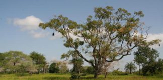 La Casamance est une région habituellement attractive sur le plan touristique.