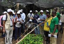 Le manioc, source de maladie virale