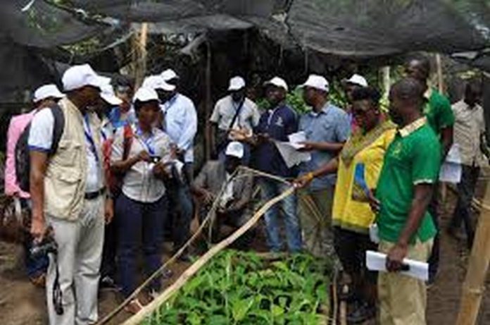 Le manioc, source de maladie virale