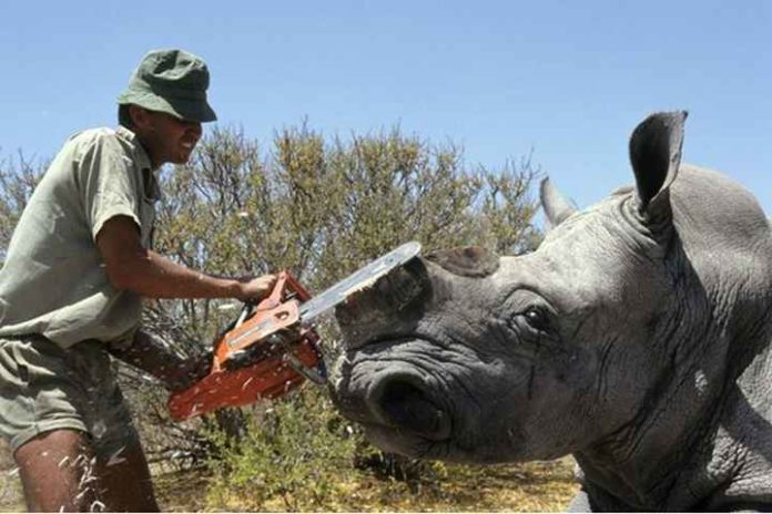 Le braconnage des cornes de rhinocéros