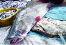 Poissons morts dans le fleuve Niger